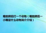 瞻前顾后打一个动物（瞻前顾后一小鞭是什么动物简介介绍）