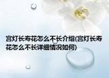 宫灯长寿花怎么不长介绍(宫灯长寿花怎么不长详细情况如何)
