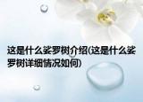 这是什么娑罗树介绍(这是什么娑罗树详细情况如何)