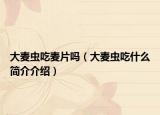 大麦虫吃麦片吗（大麦虫吃什么简介介绍）