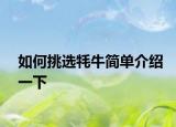 如何挑选牦牛简单介绍一下
