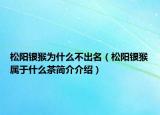 松阳银猴为什么不出名（松阳银猴属于什么茶简介介绍）