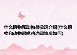 什么植物和动物最像鸡介绍(什么植物和动物最像鸡详细情况如何)
