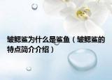 皱鳃鲨为什么是鲨鱼（皱鳃鲨的特点简介介绍）