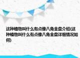 这种植物叫什么有点像八角金盘介绍(这种植物叫什么有点像八角金盘详细情况如何)