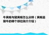 牛黄喉与猪黄喉怎么分辨（黄喉是猪牛的哪个部位简介介绍）