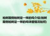 柏树跟侧柏树是一样的吗介绍(柏树跟侧柏树是一样的吗详细情况如何)