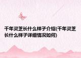 千年灵芝长什么样子介绍(千年灵芝长什么样子详细情况如何)