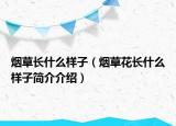 烟草长什么样子（烟草花长什么样子简介介绍）