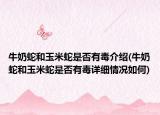 牛奶蛇和玉米蛇是否有毒介绍(牛奶蛇和玉米蛇是否有毒详细情况如何)
