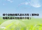 哪个动物的瞳孔是长方形（那种动物瞳孔是长方形简介介绍）