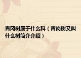 青冈树属于什么科（青岗树又叫什么树简介介绍）