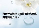 肉是什么植物（哪种植物也是吃肉的简介介绍）