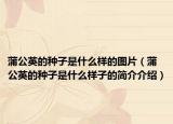 蒲公英的种子是什么样的图片（蒲公英的种子是什么样子的简介介绍）