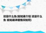 这是什么鱼(谁知道介绍 这是什么鱼 谁知道详细情况如何)