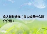 食人蚁长啥样（食人蚁是什么简介介绍）