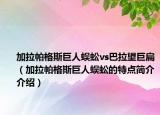 加拉帕格斯巨人蜈蚣vs巴拉望巨扁（加拉帕格斯巨人蜈蚣的特点简介介绍）