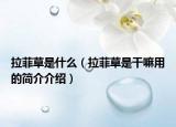 拉菲草是什么（拉菲草是干嘛用的简介介绍）