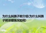 为什么叫鸽子树介绍(为什么叫鸽子树详细情况如何)