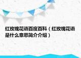 红玫瑰花语百度百科（红玫瑰花语是什么意思简介介绍）