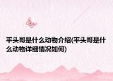 平头哥是什么动物介绍(平头哥是什么动物详细情况如何)