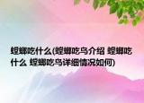 螳螂吃什么(螳螂吃鸟介绍 螳螂吃什么 螳螂吃鸟详细情况如何)