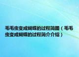 毛毛虫变成蝴蝶的过程简图（毛毛虫变成蝴蝶的过程简介介绍）