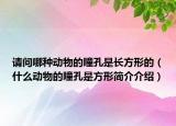 请问哪种动物的瞳孔是长方形的（什么动物的瞳孔是方形简介介绍）