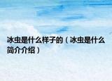冰虫是什么样子的（冰虫是什么简介介绍）