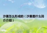 沙蚤怎么形成的（沙蚤是什么简介介绍）