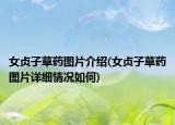 女贞子草药图片介绍(女贞子草药图片详细情况如何)