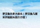 罗汉鱼长多大起头（罗汉鱼几厘米开始起头简介介绍）
