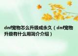 dnf宠物怎么升级成永久（dnf宠物升级有什么用简介介绍）