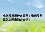 小狗反刍是什么原因（狗狗反刍是怎么回事简介介绍）