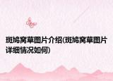 斑鸠窝草图片介绍(斑鸠窝草图片详细情况如何)