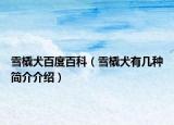 雪橇犬百度百科（雪橇犬有几种简介介绍）