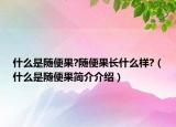 什么是随便果?随便果长什么样?（什么是随便果简介介绍）
