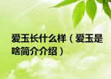 爱玉长什么样（爱玉是啥简介介绍）