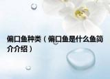 偏口鱼种类（偏口鱼是什么鱼简介介绍）