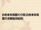 白色老年斑图片介绍(白色老年斑图片详细情况如何)