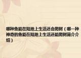 哪种鱼能在陆地上生活还会爬树（哪一种神奇的鱼能在陆地上生活还能爬树简介介绍）