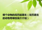 哪个动物的尾巴能再生（尾巴再生的动物有哪些简介介绍）