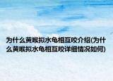 为什么黄喉拟水龟相互咬介绍(为什么黄喉拟水龟相互咬详细情况如何)