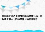 素有海上清洁工绰号的海鸟是什么鸟（素有海上清洁工的鸟是什么简介介绍）