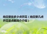 向日葵在多少点开花（向日葵几点开花是点数简介介绍）