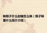 秧茄子什么时候怎么秧（茄子秧是什么简介介绍）