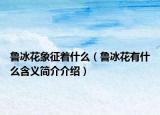 鲁冰花象征着什么（鲁冰花有什么含义简介介绍）