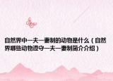 自然界中一夫一妻制的动物是什么（自然界哪些动物遵守一夫一妻制简介介绍）