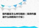 猫传腹是怎么样引起的（猫得传腹是什么问题简介介绍）
