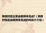 狮群狩猎主要由雄狮来完成?（狮群狩猎是由雄狮来完成的吗简介介绍）